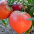 Description de la variété de tomate Fête préférée, son rendement