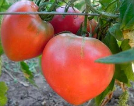 Descripción de la variedad de tomate Fiesta favorita, su rendimiento.