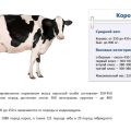 Combien de kilogrammes en moyenne et au maximum une vache peut peser, comment mesurer