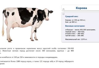 Combien de kilogrammes en moyenne et maximum une vache peut peser, comment mesurer