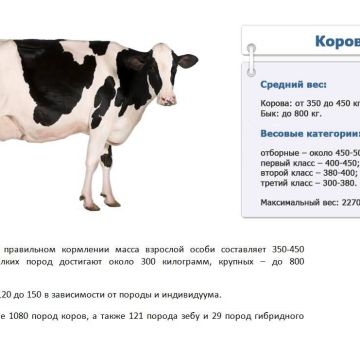 Hoeveel kilogrammen gemiddeld en maximaal een koe kan wegen, hoe te meten