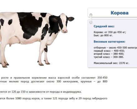 How many kilograms on average and maximum a cow can weigh, how to measure