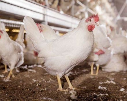 Descripción y características de la raza de pollo Decalb White, características del contenido.