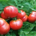 Descripción y características de la variedad de tomate Vityaz, rendimiento y cultivo.