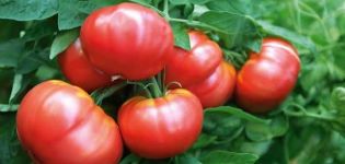 Description and characteristics of the tomato variety Vityaz, yield and cultivation