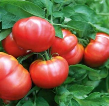 Description et caractéristiques de la variété de tomate Vityaz, rendement et culture