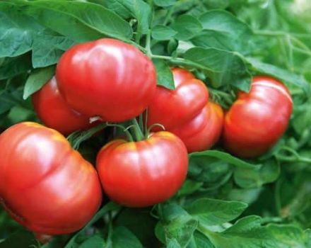 Penerangan dan ciri-ciri varieti tomato Vityaz, hasil dan penanaman