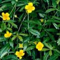 Useful properties and contraindications of Potentilla erect, rules of application