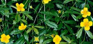 Useful properties and contraindications of Potentilla erect, rules of application