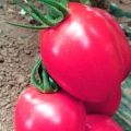 Penerangan mengenai varieti tomato Pink Pioneer