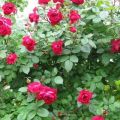 Description of the best varieties of Canadian roses, planting and care in the open field