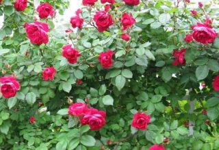 Description des meilleures variétés de roses canadiennes, plantation et entretien en plein champ