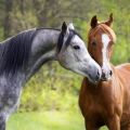 Cómo elegir el apodo correcto para un caballo y un semental, los nombres más hermosos.