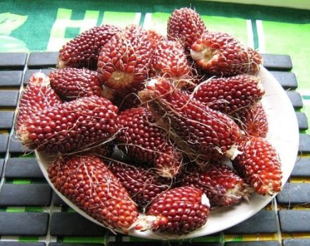 Description of the variety of strawberry ornamental corn, its planting, growing and care