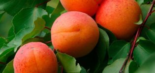 Characteristics of the honey apricot variety, description of yield, planting and care