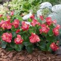 Plantar, cultivar y cuidar begonias, cómo se reproducen