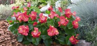 Plantar, cultivar y cuidar begonias, cómo se reproducen