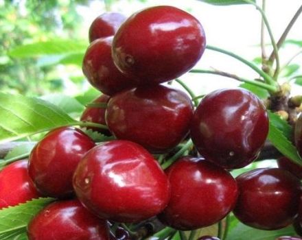 Description and characteristics of the Melitopol cherry variety, the subtleties of growing