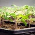 Daylight hours required for tomato seedlings and additional lighting time