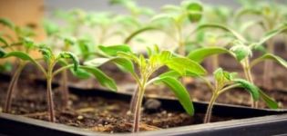 Horas de luz requeridas para las plántulas de tomate y tiempo adicional de iluminación