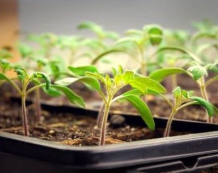 Daylight hours required for tomato seedlings and additional lighting time