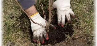 ¿Cómo y cuándo es mejor plantar un manzano con un sistema de raíces cerrado y abierto, la distancia entre las plántulas?