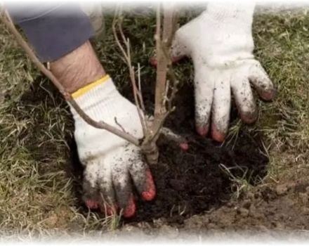 How and when is it better to plant an apple tree with a closed and open root system, the distance between seedlings