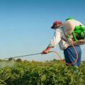 Instructions for using the Apache remedy for the Colorado potato beetle, how to breed