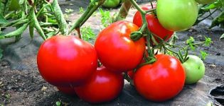 Description of the tomato variety Star of the East and its characteristics