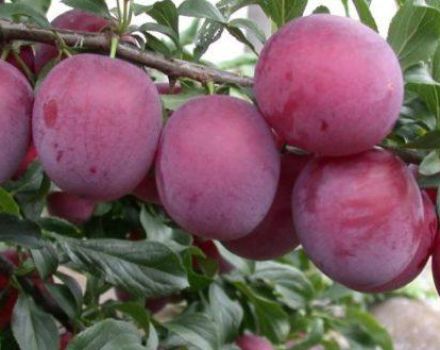 Description and characteristics of the cherry plum variety Kuban comet, planting and care