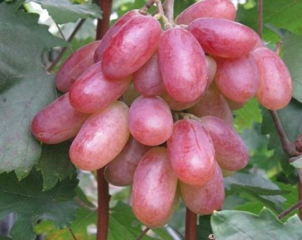 Paglalarawan ng iba't ibang mga Anibersaryo ng ubas ng Novocherkassk, mga katangian ng ripening date at kasaysayan