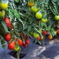 Description des variétés de tomates en forme de poire pour terrain découvert