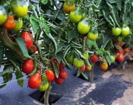 Descripción de las variedades de tomates en forma de pera para campo abierto.