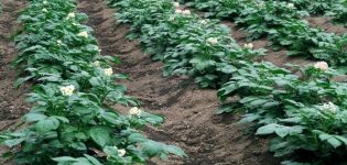 Abonos minerales, superfosfatos y remedios caseros para la alimentación foliar de patatas