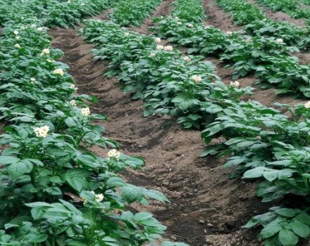 Abonos minerales, superfosfatos y remedios caseros para la alimentación foliar de patatas