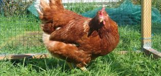 Description, characteristics and conditions of keeping chickens of the Redbro breed