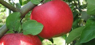 Description and characteristics of the Auxis apple tree, planting, cultivation and care