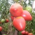 Características y descripción de la variedad de tomate Pink Flamingo, su rendimiento