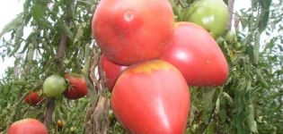 Ciri dan keterangan mengenai varieti tomato Pink Flamingo, hasilnya