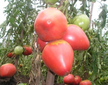 Characteristics and description of the Pink Flamingo tomato variety, its yield