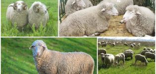 Description and characteristics of sheep of the Tsigai breed, rules for their maintenance