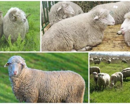 Description et caractéristiques des moutons de la race Tsigai, les règles de leur entretien