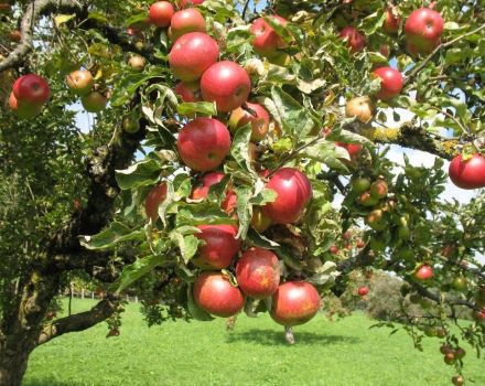 Description et caractéristiques des pommiers Elena, règles de plantation et de culture