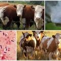 The causative agent and symptoms of emphysematous carbuncle in cattle, treatment of emkar