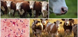 The causative agent and symptoms of emphysematous carbuncle in cattle, treatment of emkar