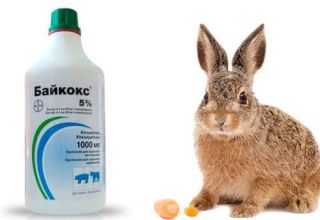 on the use of Baykoks for rabbits, composition and shelf life