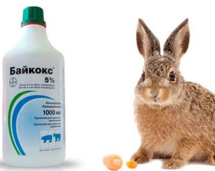 on the use of Baykoks for rabbits, composition and shelf life