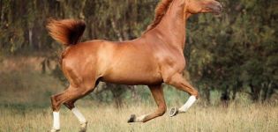 Description des chevaux Trakehner, règles d'entretien et coût