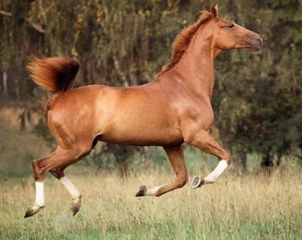 Descripción de los caballos Trakehner, reglas de mantenimiento y costo.