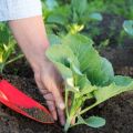 Los matices del uso de diferentes tipos de fertilizantes para alimentar repollo en campo abierto.